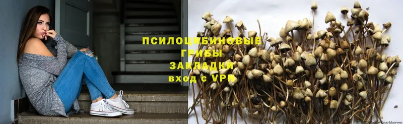 Псилоцибиновые грибы Psilocybe  Слюдянка 